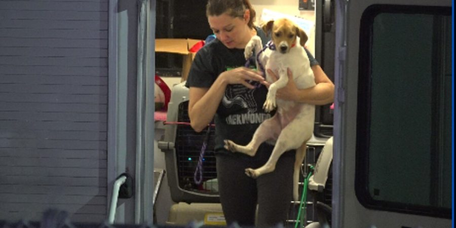Local Animal Shelters Have Taken In 145 Animals from Louisiana
