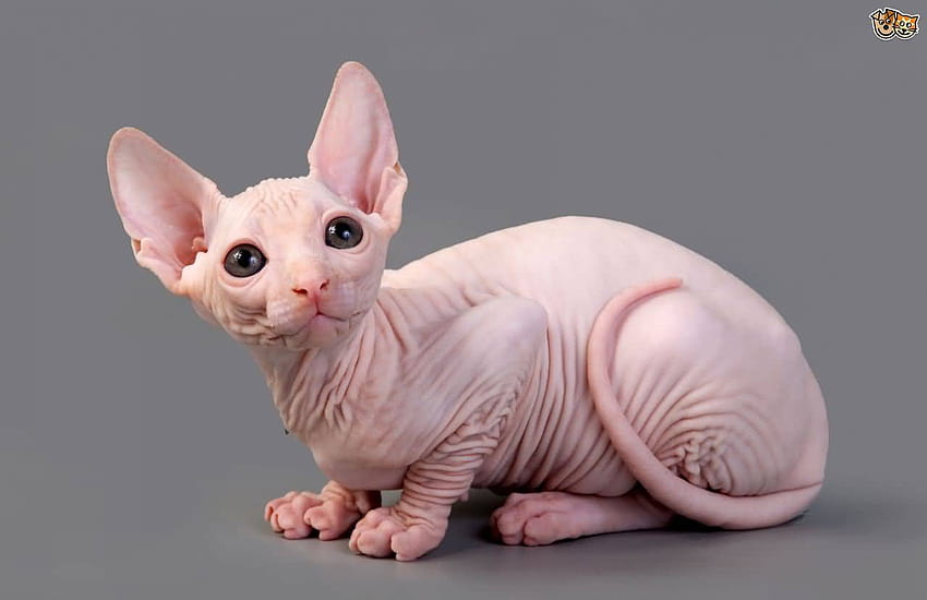 How to properly own a Sphynx Cat
