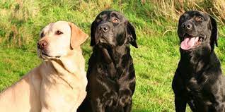 Why are labradors one of the best breeds
