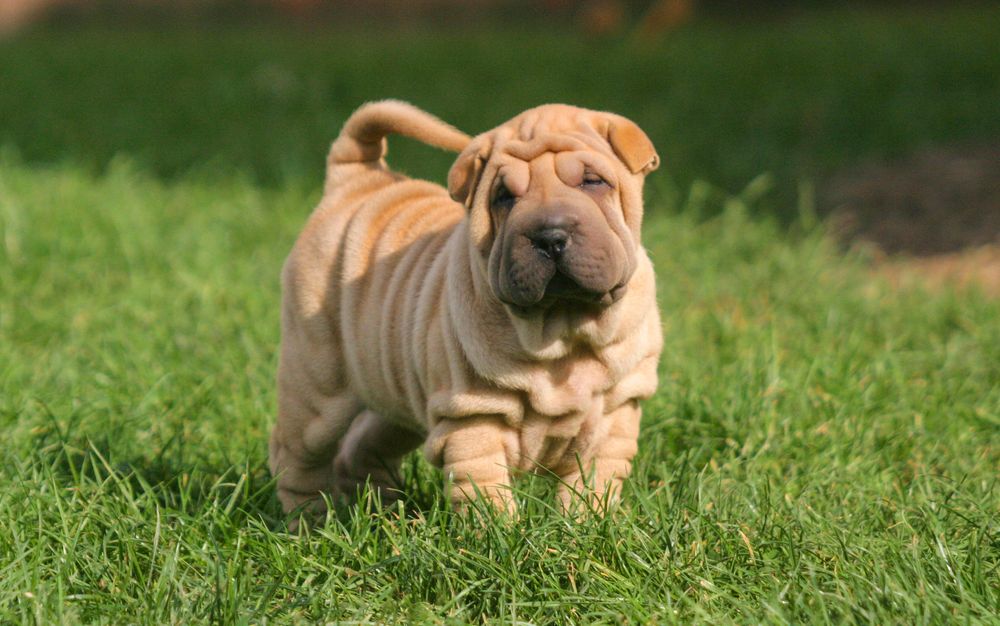 The Many Health Problems of a Shar-Pei