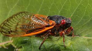 The Cicadas are Coming!