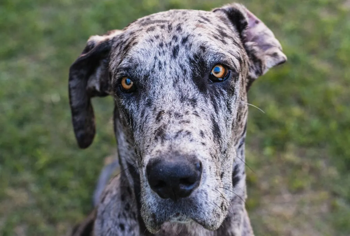 Health Problems with Great Danes