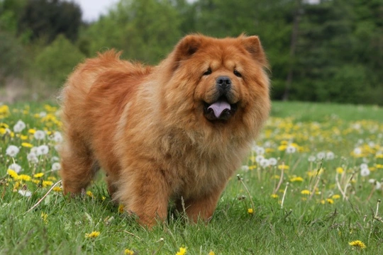 Health Problems in Chow Chows